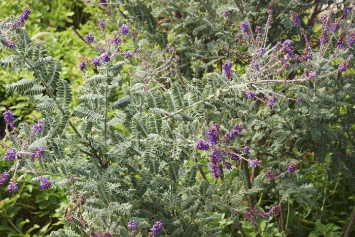 Plante de plomb (Amorpha canescens).