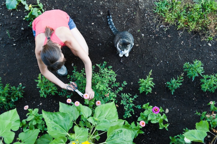 vue aérienne d'une femme s'occupant de fleurs dans un jardin avec son chat qui regarde