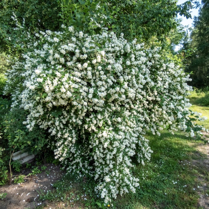 Grand buisson de fleurs blanches