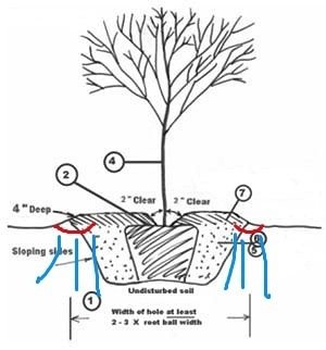 Treeworldinfo-Comment planter un pommier