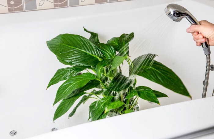 Arrosage des plantes d'intérieur dans une baignoire avec pommeau de douche.