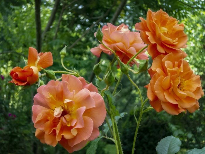 Les rosiers Westerland en fleurs