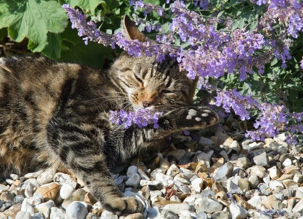 Herbe à chats (Nepeta spp.)