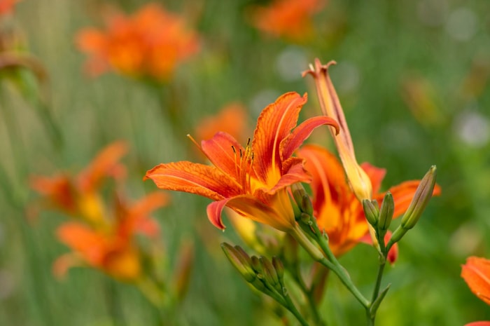 10 plantes de jardin pluvial qui peuvent aider à réduire le ruissellement