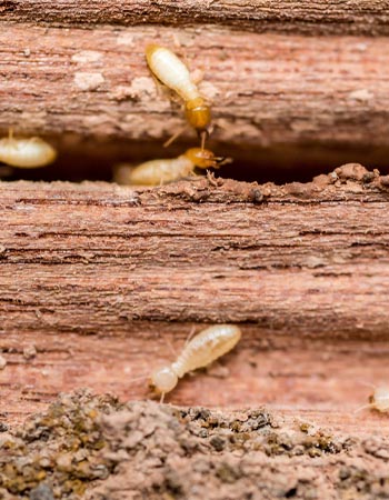 À quoi ressemblent les dégâts causés par les termites