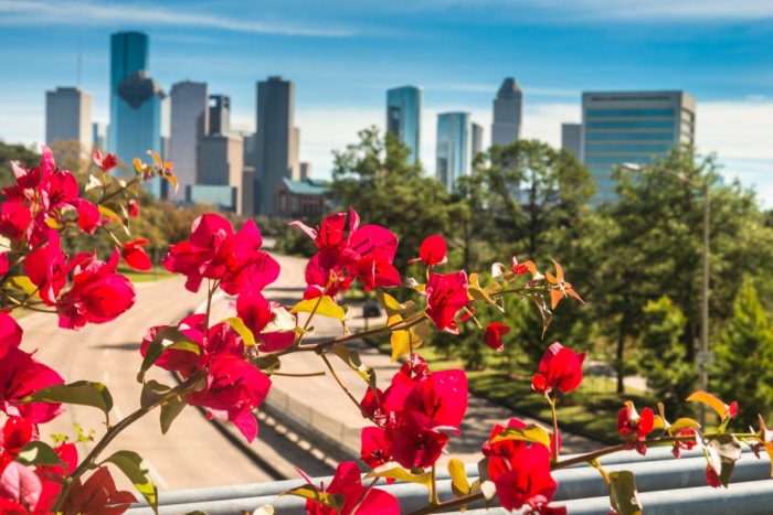 Gros plan d'un arbre avec des fleurs rouges avec l'horizon de Houston au Texas en arrière-plan.