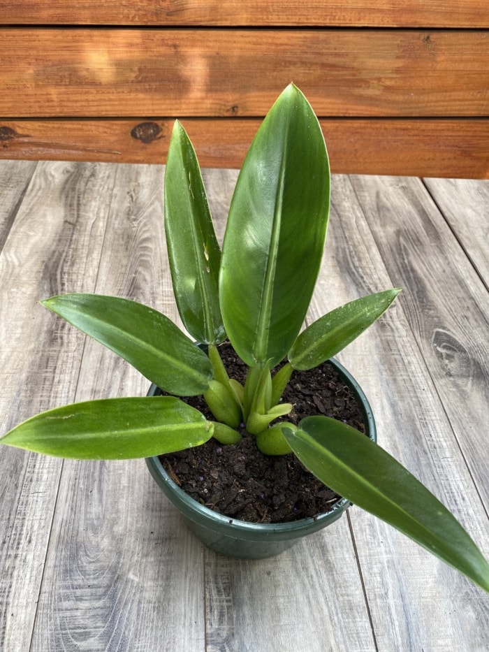 variétés de philodendrons