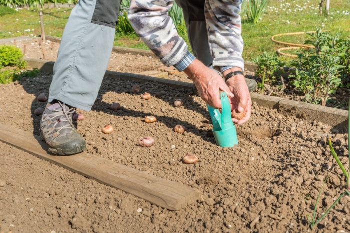 Un jardinier plantant des bulbes de glaïeuls dans un parterre fraîchement labouré.