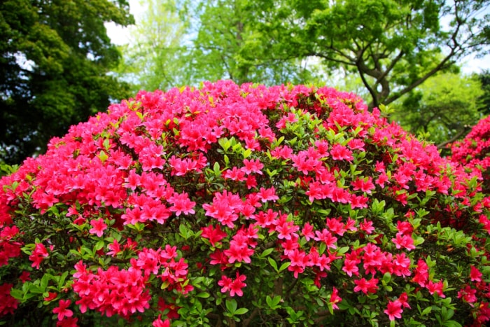 meilleurs arbustes pour le devant de la maison - buisson d'azalée rose