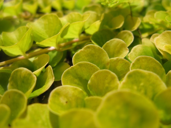 soins de la lychee rampante - macro photo de feuilles jaunes