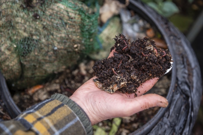 iStock-1382387344 14 astuces pour protéger votre jardin des intempéries Vers dans le bac à compost