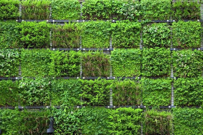 Un jardin vertical est planté en forme de carré dans une clôture grillagée.