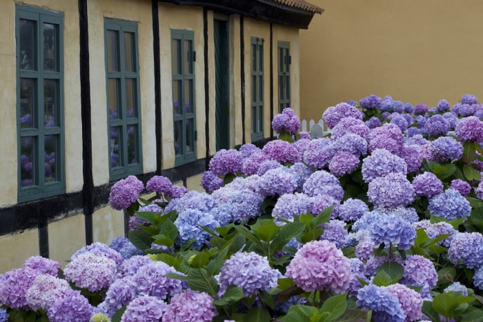 Hortensias violets devant une maison beige