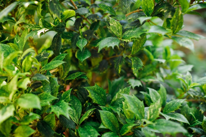 Vue rapprochée de l'arbre Variegatus Osmanthus dans le jardin botanique