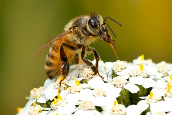 types d'abeilles - abeille domestique