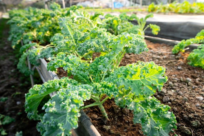 Plants de chou frisé dans un jardin surélevé