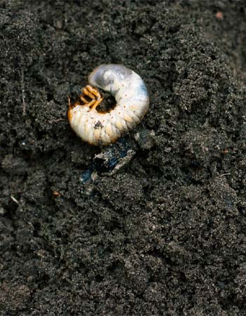 Dégâts causés par les vers blancs et les champignons