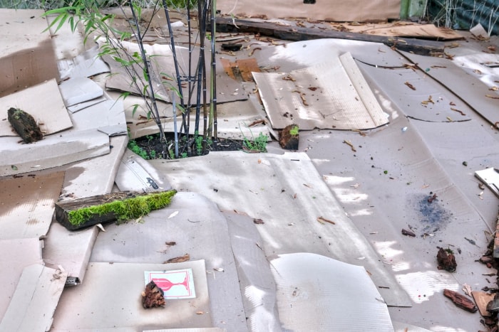 Du paillis de carton est disposé autour d'un jardin avec un petit arbre.