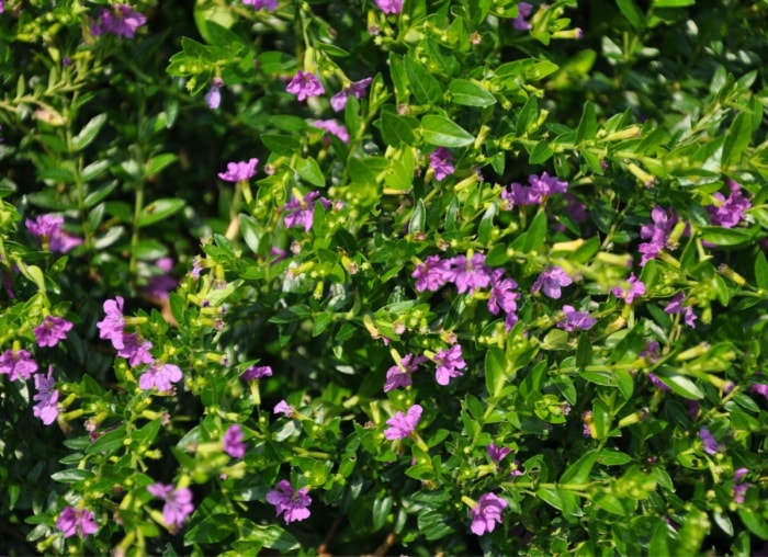 Les meilleures plantes en pot pour le plein soleil