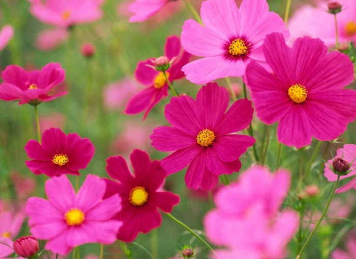 14 fleurs durables pour votre jardin