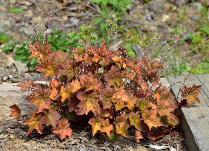 39 plantes que vous allez adorer si vous détestez les travaux de jardinage d'automne