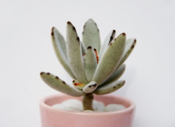 types de plantes succulentes – plante panda