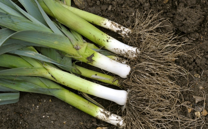 poireaux récoltés dans un jardin familial