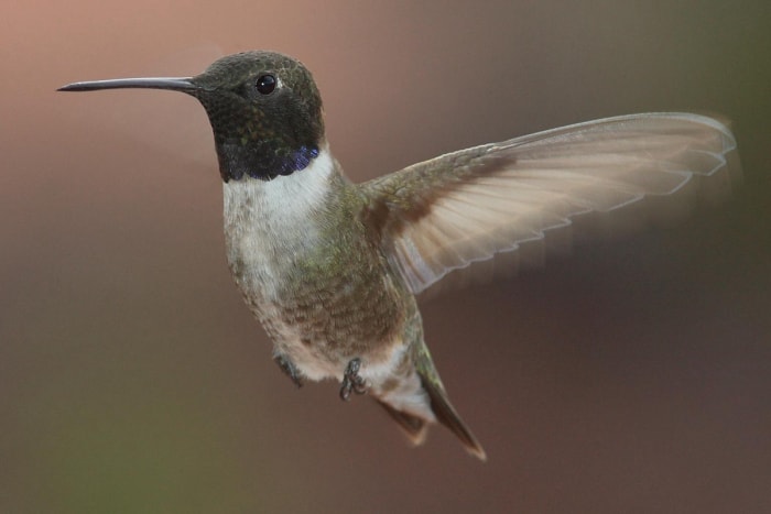 types de colibris