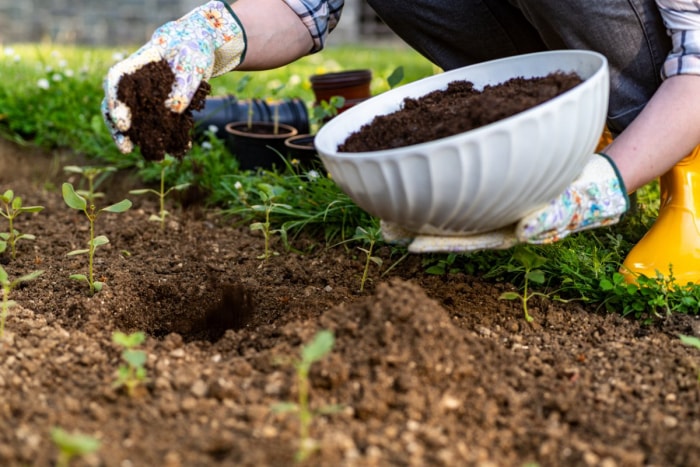 Une personne portant des gants de jardinage ajoute de l'humus à partir d'un bol dans un jardin.