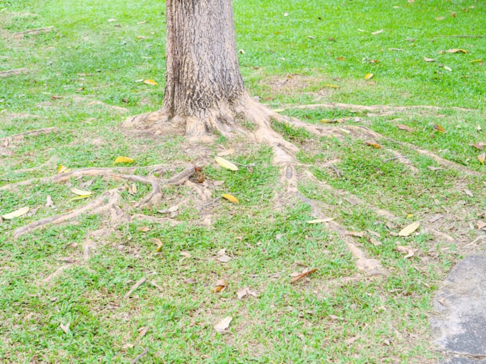 arbre avec des racines visibles poussant dans le sol