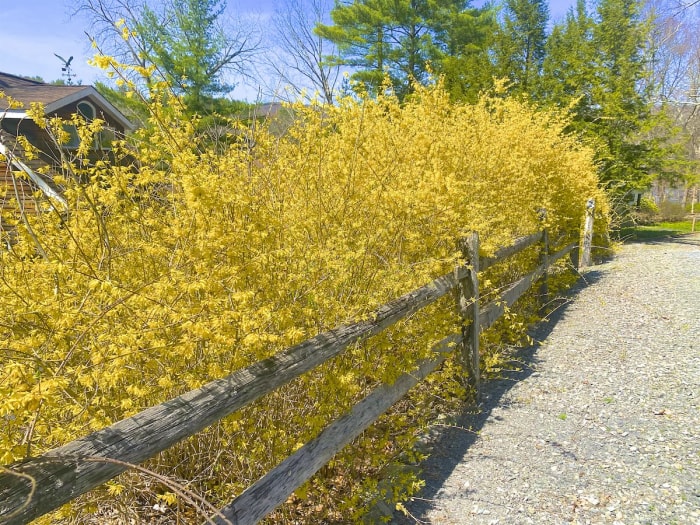 Forsythia jaune vif. Arbustes en fleurs en rangée le long d'une clôture.