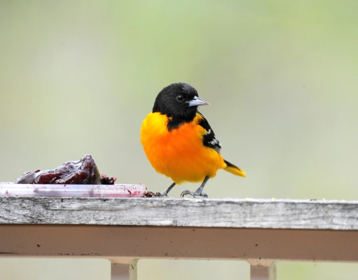 Oiseau noir et orange mangeant de la gelée de raisin