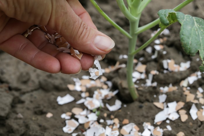 Saupoudrer des coquilles d’œufs dans le lit de plantes.