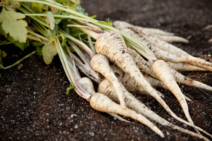 Panais fraîchement récoltés et cultivés à la maison sur terre de jardin.