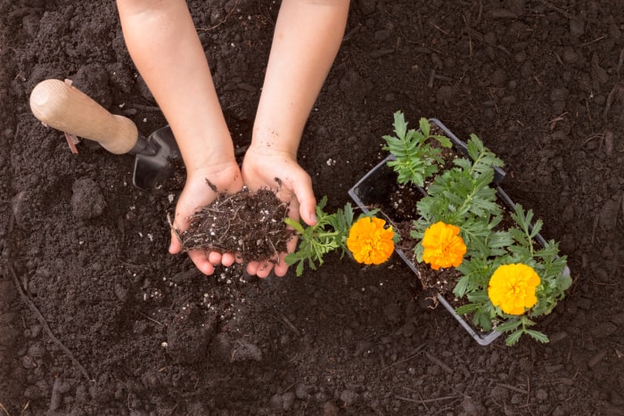 Essayez les parfums pour faire fuir les nuisibles de votre jardin