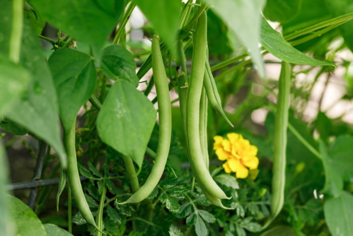 Haricots buissonniers poussant dans le jardin