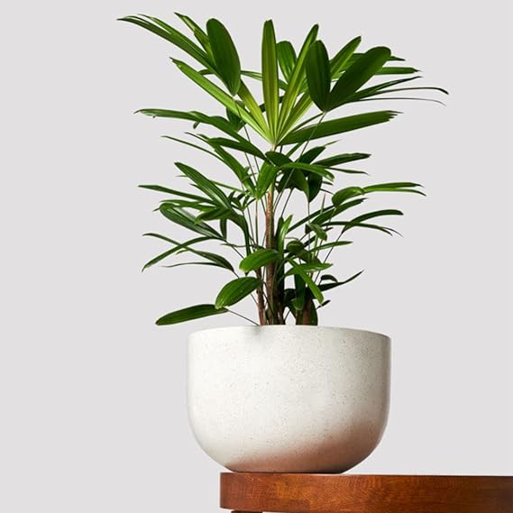 Plante d'intérieur de palmier en pot sur une table à l'intérieur d'une maison.