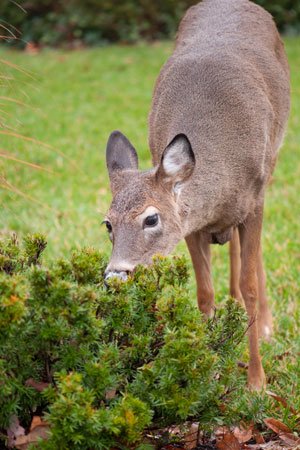 Comment fabriquer et utiliser un répulsif maison contre les cerfs