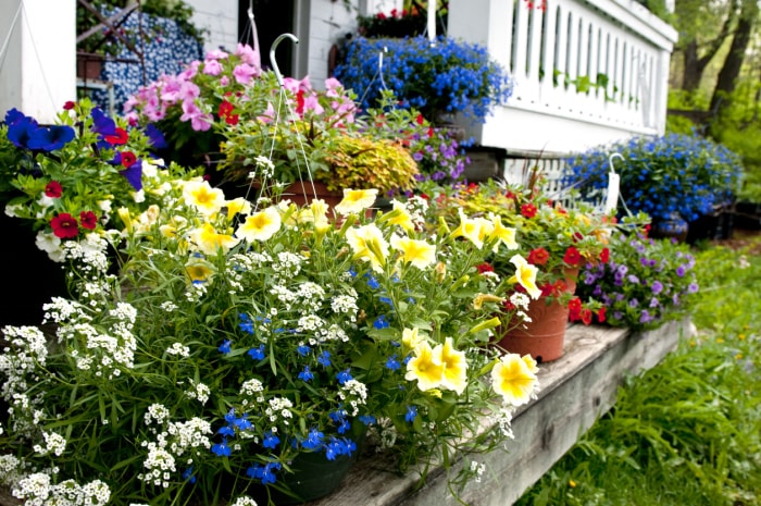 fleurs annuelles en pots sur la terrasse arrière