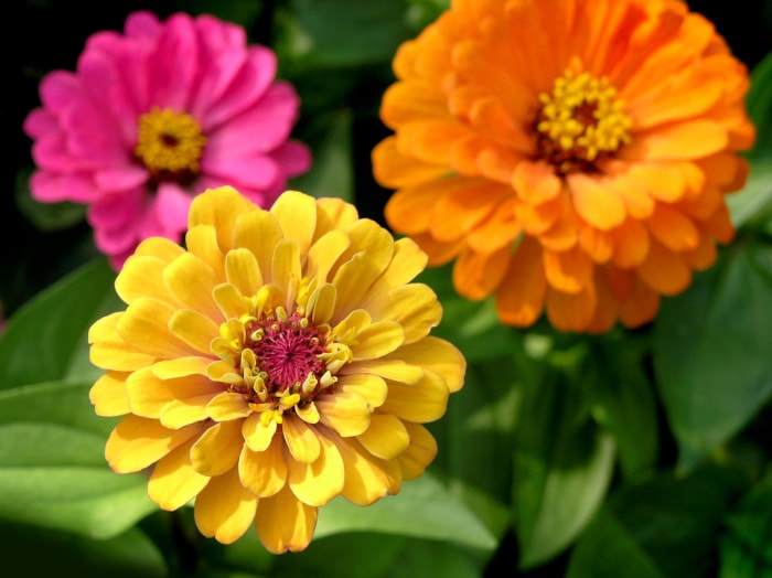 soins du zinnia