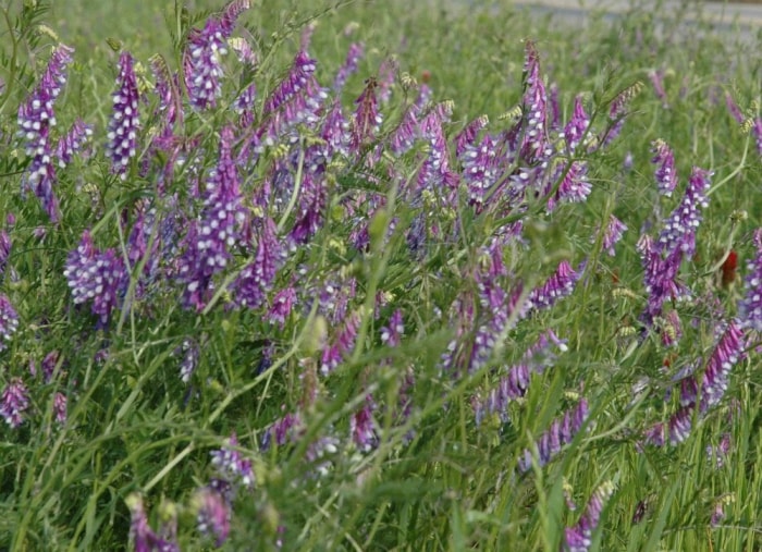 Gardez, ne tuez pas : 9 mauvaises herbes à accueillir