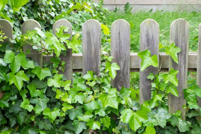 jardin boisé clôture en bois patiné