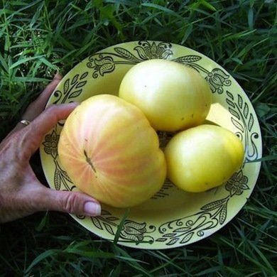 Prêtes à être cueillies : 10 tomates anciennes corsées et savoureuses