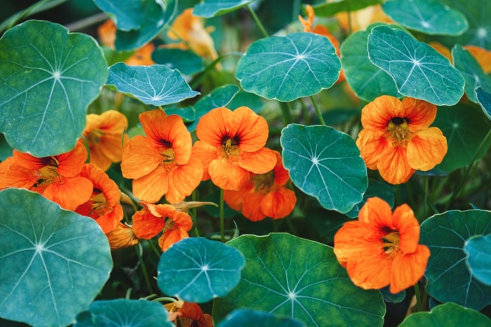 Fleurs de capucine orange avec des feuilles vertes.