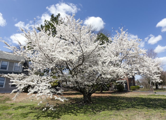 Un poirier ornemental blanc en fleurs de Bradford dans un quartier résidentiel. Pelouse au premier plan. Ciel bleu avec nuages épars. Personne. Horizontal.