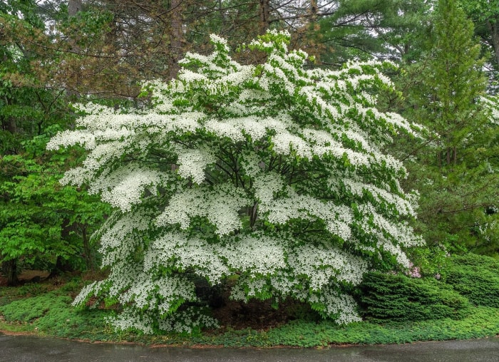 14 meilleures plantes pour sous les arbres