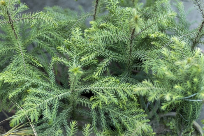 Vue rapprochée des branches pointues d'un groupe de pins de l'île Norfolk