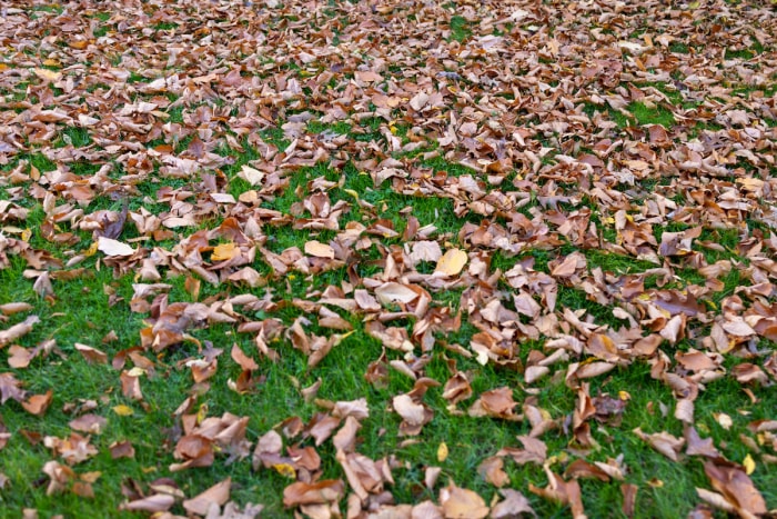 Des feuilles brunes sont tombées sur une pelouse verte.