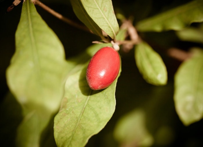 10 arbres fruitiers d'intérieur que vous pouvez cultiver chez vous toute l'année