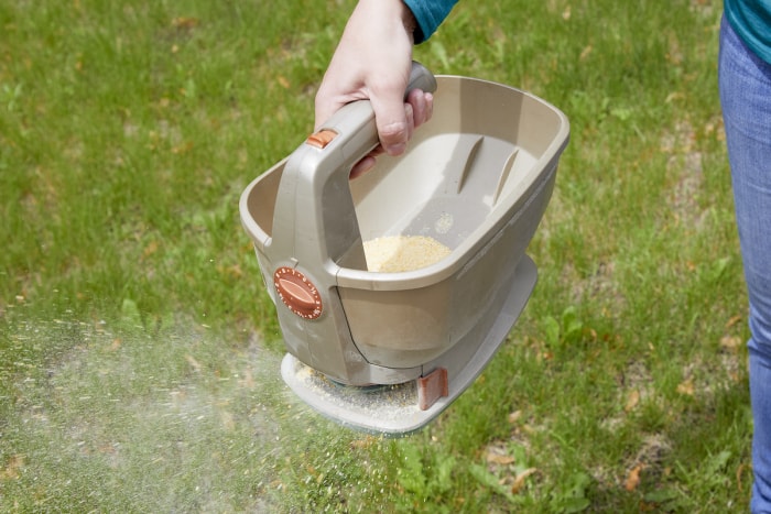 Une femme utilise un épandeur manuel pour disperser de la farine de gluten de maïs sur la pelouse.